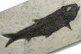 Detailed Fossil Fish (Knightia) - Large For Species #382763-1